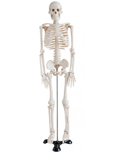 Anatomia - studio anatomico di uno scheletro